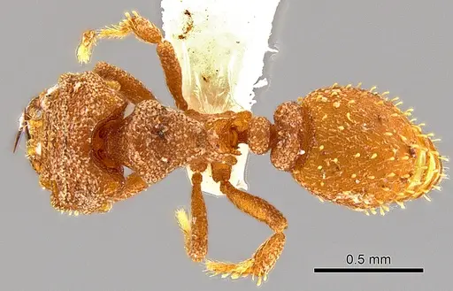 Rhopalothrix andersoni specimen CASENT0629582 image casent0629582_1