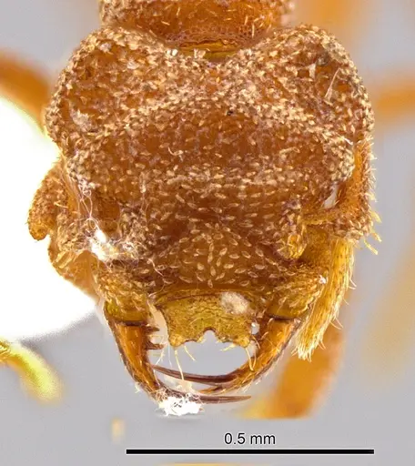 Rhopalothrix andersoni specimen CASENT0629582 image casent0629582_2