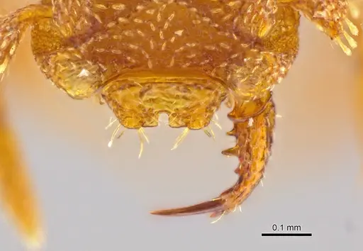Rhopalothrix andersoni specimen CASENT0629582 image casent0629582_3