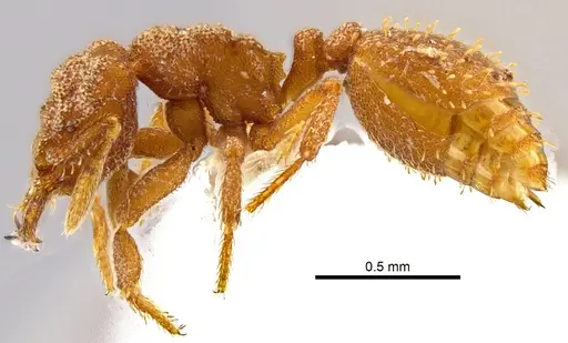 Rhopalothrix andersoni specimen CASENT0629582 image casent0629582_4