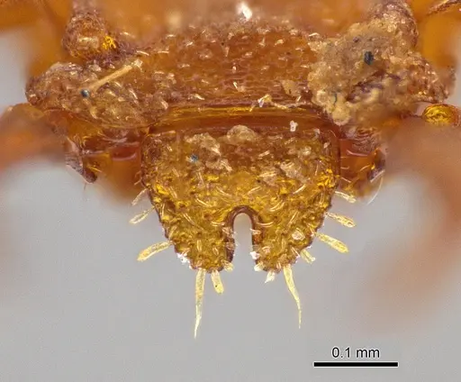 Rhopalothrix apertor specimen CASENT0629587 image casent0629587_1