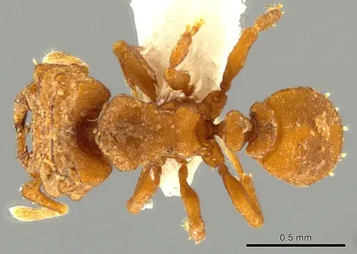 Rhopalothrix apertor specimen CASENT0629589 image casent0629589_1
