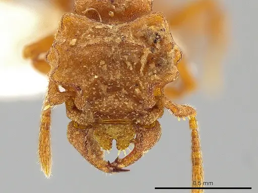 Rhopalothrix apertor specimen CASENT0629589 image casent0629589_2
