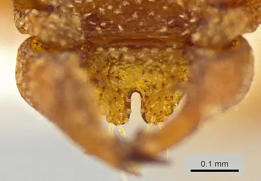 Rhopalothrix apertor specimen CASENT0629589 image casent0629589_3