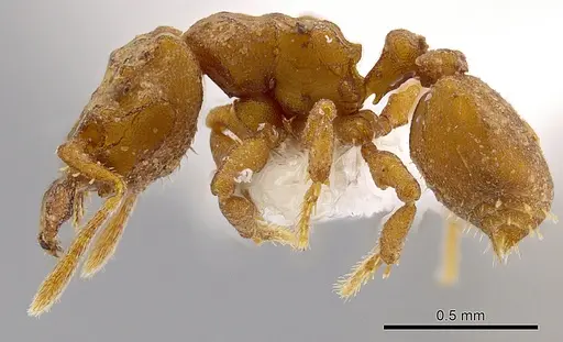 Rhopalothrix apertor specimen CASENT0629589 image casent0629589_4