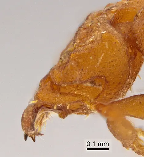 Rhopalothrix apertor specimen INB0003667720 image inb0003667720_1