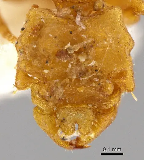 Rhopalothrix apertor specimen INBIOCRI001239546 image inbiocri001239546_1