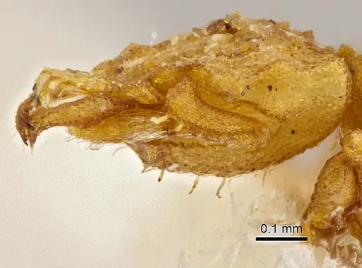 Rhopalothrix apertor specimen INBIOCRI001239546 image inbiocri001239546_2