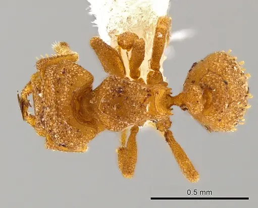 Rhopalothrix atitlanica specimen CASENT0611854 image casent0611854_1