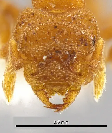 Rhopalothrix atitlanica specimen CASENT0611854 image casent0611854_2