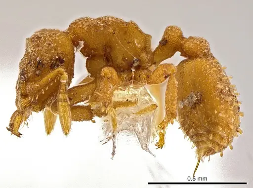 Rhopalothrix atitlanica specimen CASENT0611854 image casent0611854_3