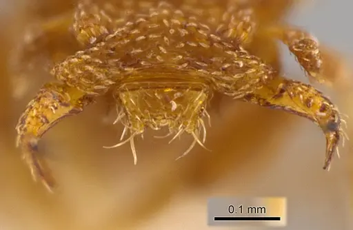 Rhopalothrix atitlanica specimen CASENT0629575 image casent0629575_1