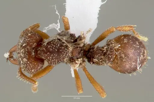 Rhopalothrix ciliata specimen CASENT0423533 image casent0423533_1