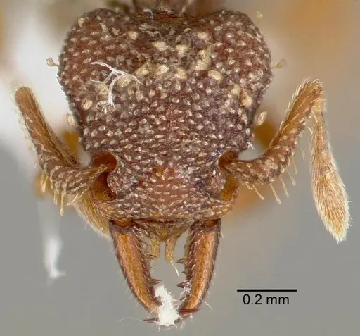 Rhopalothrix ciliata specimen CASENT0423533 image casent0423533_2