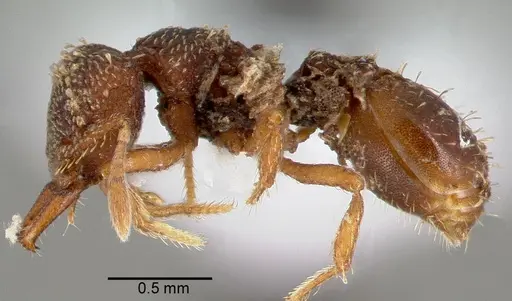 Rhopalothrix ciliata specimen CASENT0423533 image casent0423533_3