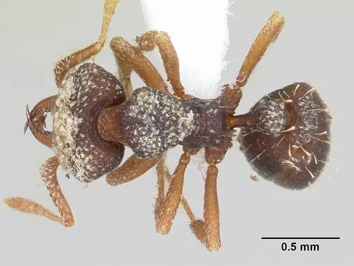 Rhopalothrix ciliata specimen CASENT0423544 image casent0423544_1