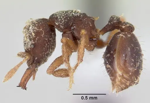 Rhopalothrix ciliata specimen CASENT0423544 image casent0423544_3