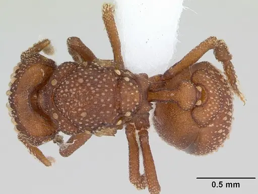 Rhopalothrix diadema specimen CASENT0434848 image casent0434848_1