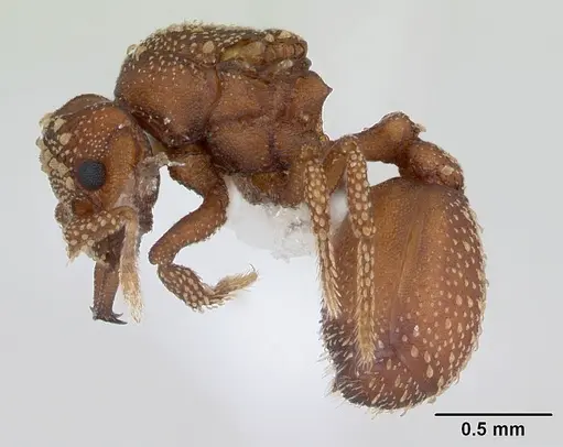 Rhopalothrix diadema specimen CASENT0434848 image casent0434848_3