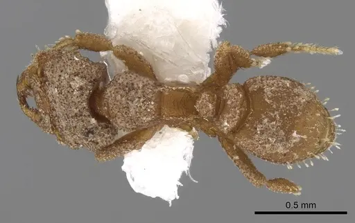 Rhopalothrix isthmica specimen CASENT0280780 image casent0280780_1
