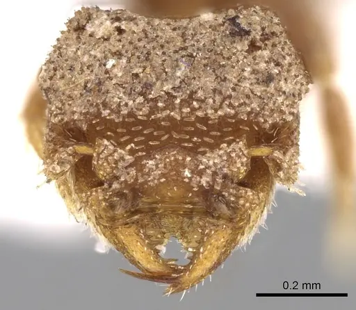 Rhopalothrix isthmica specimen CASENT0280780 image casent0280780_2