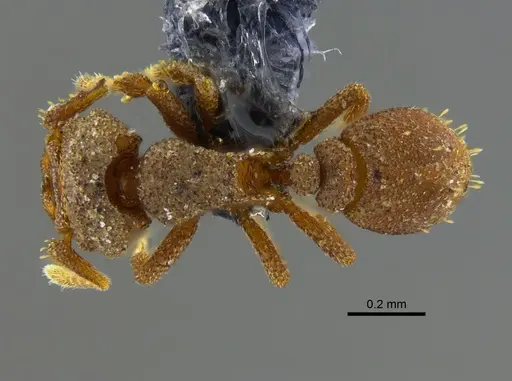 Rhopalothrix isthmica specimen CBUMAGENT41926 image cbumagent41926_1