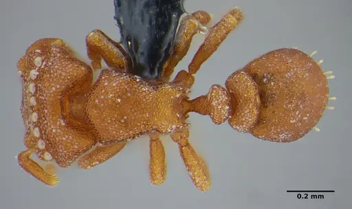 Rhopalothrix mariaemirae specimen ANTWEB1038216 image antweb1038216_1