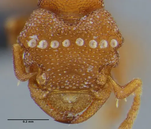 Rhopalothrix mariaemirae specimen ANTWEB1038216 image antweb1038216_2
