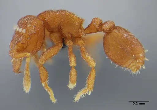 Rhopalothrix mariaemirae specimen ANTWEB1038216 image antweb1038216_4