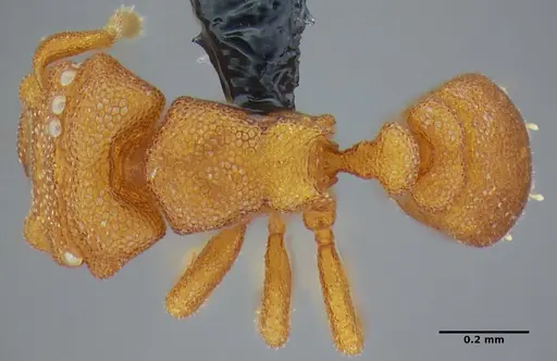 Rhopalothrix mariaemirae specimen UFV-LABECOL-001953 image ufv-labecol-001953_1