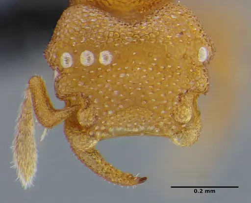 Rhopalothrix mariaemirae specimen UFV-LABECOL-001953 image ufv-labecol-001953_2