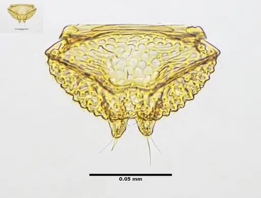 Rhopalothrix mariaemirae specimen UFV-LABECOL-001953 image ufv-labecol-001953_3