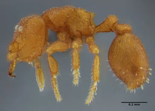 Rhopalothrix mariaemirae specimen UFV-LABECOL-001953 image ufv-labecol-001953_4