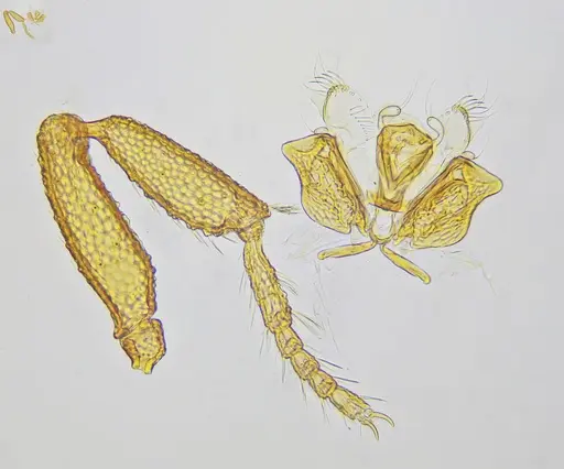 Rhopalothrix mariaemirae specimen UFV-LABECOL-001953 image ufv-labecol-001953_5