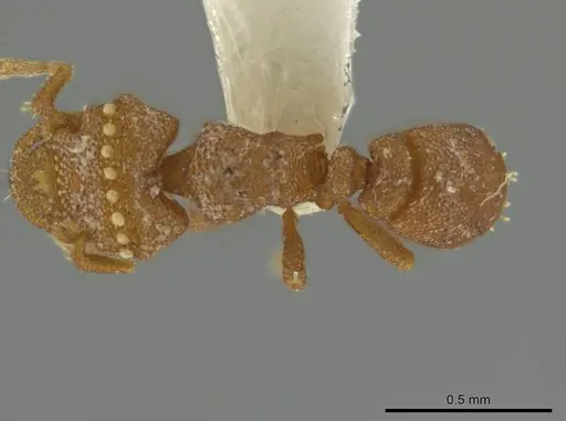 Rhopalothrix mariaemirae specimen USNMENT01127994 image usnment01127994_1