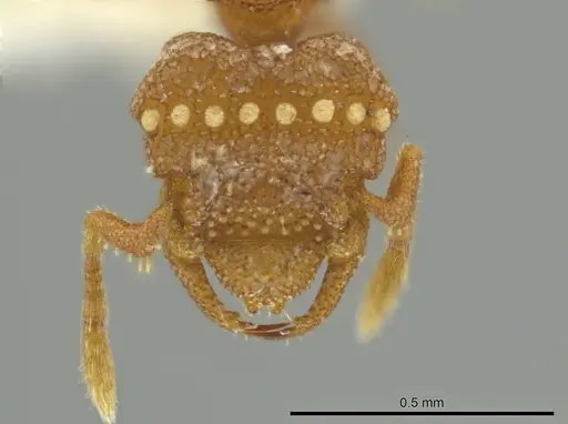 Rhopalothrix mariaemirae specimen USNMENT01127994 image usnment01127994_2