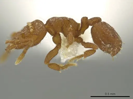 Rhopalothrix mariaemirae specimen USNMENT01127994 image usnment01127994_3