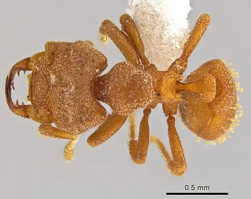 Rhopalothrix megisthmica specimen CASENT0612564 image casent0612564_1