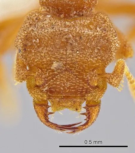 Rhopalothrix megisthmica specimen CASENT0612564 image casent0612564_2