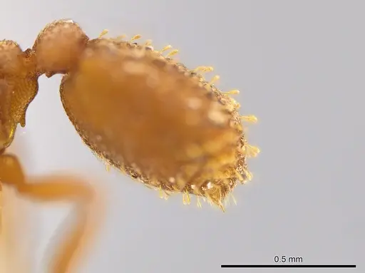 Rhopalothrix megisthmica specimen CASENT0629571 image casent0629571_2