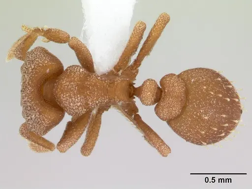 Rhopalothrix megisthmica specimen LACMENT143262 image lacment143262_1