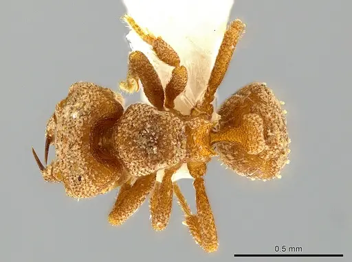 Rhopalothrix nubilosa specimen CASENT0629594 image casent0629594_1