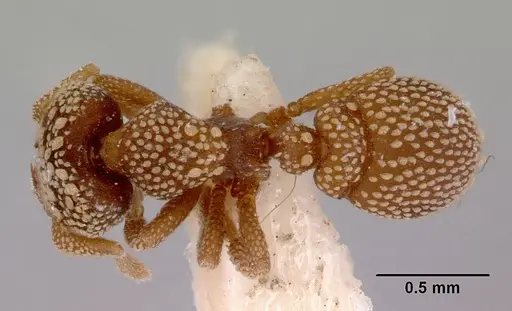 Rhopalothrix orbis specimen CASENT0172459 image casent0172459_1