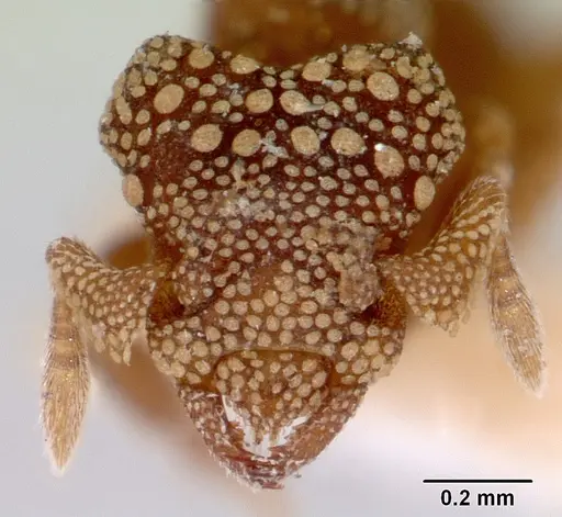 Rhopalothrix orbis specimen CASENT0172459 image casent0172459_2