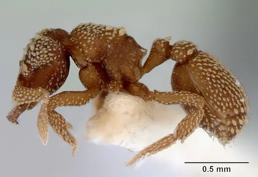 Rhopalothrix orbis specimen CASENT0172459 image casent0172459_3