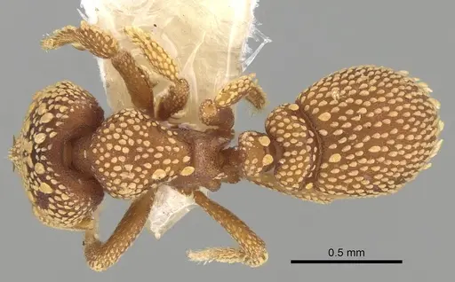 Rhopalothrix orbis specimen CASENT0914920 image casent0914920_1
