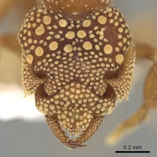 Rhopalothrix orbis specimen CASENT0914920 image casent0914920_2