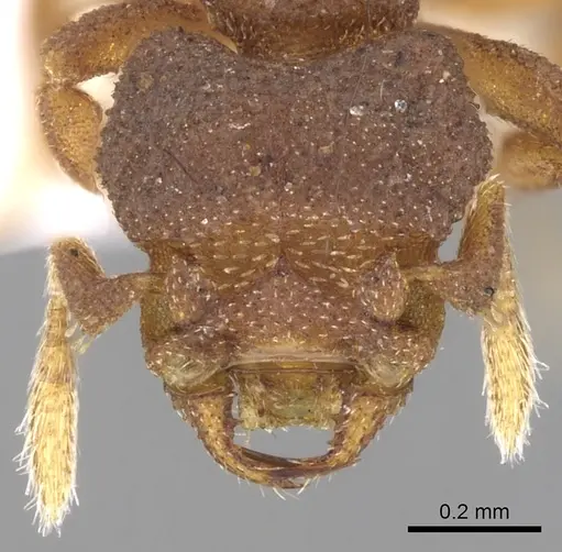 Rhopalothrix stannardi specimen CASENT0280781 image casent0280781_2