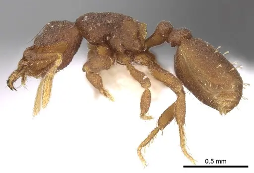 Rhopalothrix stannardi specimen CASENT0280781 image casent0280781_3