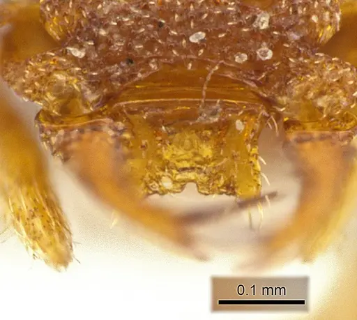 Rhopalothrix stannardi specimen CASENT0610397 image casent0610397_1